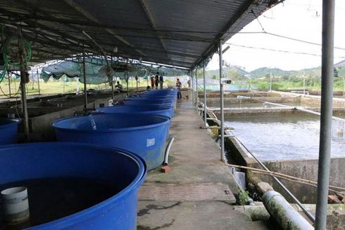 Lâm Đồng: Thu tiền tỷ từ nuôi cá nước lạnh ở huyện Đam Rông