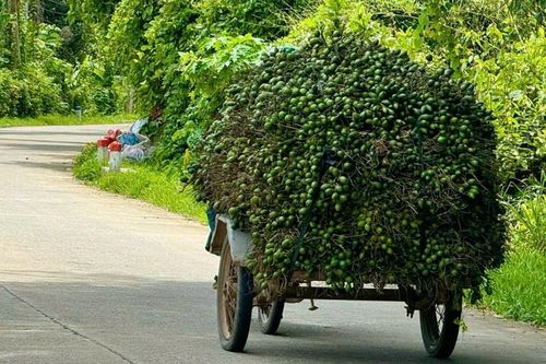 Tỉnh táo trước 'cơn sốt' cau