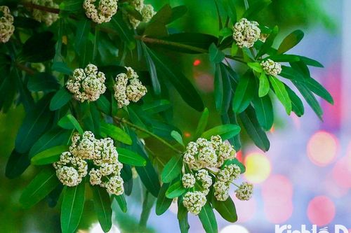Hoa sữa nồng nàn khoe sắc giữa trời Thu Hà Nội