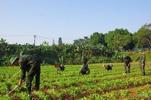Bộ đội Lữ đoàn Tăng thiết giáp 406 tăng gia sản xuất giỏi