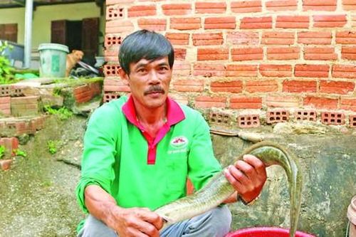 'Vua' cá chình miền nắng gió