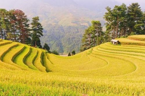 Sắc vàng rực rỡ trên những thửa ruộng bậc thang Mù Cang Chải