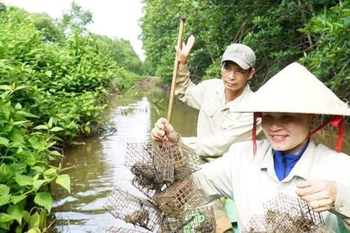 Săn chù ụ 'mặt ngầu' trong rừng ngập mặn kiếm nửa triệu mỗi ngày