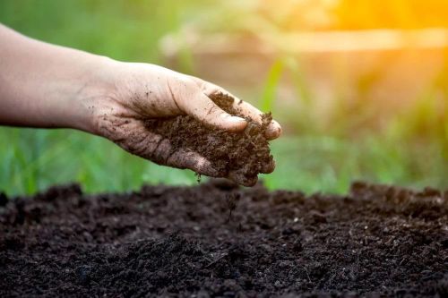 Nhật Bản nghiên cứu tiềm năng sử dụng vi khuẩn để phát điện