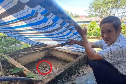 Nuôi con 'hiền như đất' mê đồ luộc chín, ông nông dân nhẹ nhàng kiếm 500 triệu/năm