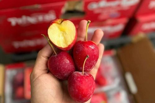 Những quả táo đỏ au của Trung Quốc đổ bộ chợ Việt, là loại gì, có nên mua?