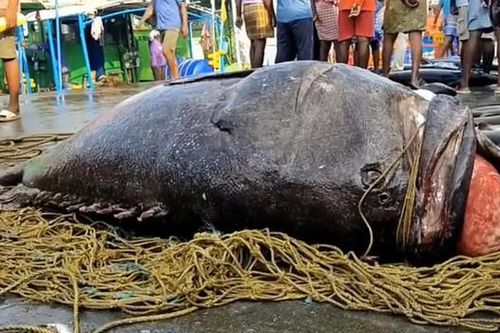Ngư dân bắt được cá mú khổng lồ quý hiếm, nặng 450kg trên biển