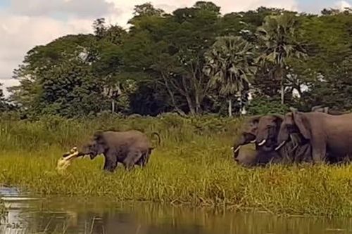CLIP: Pha tấn công đầy táo bạo của cá sấu khi săn voi