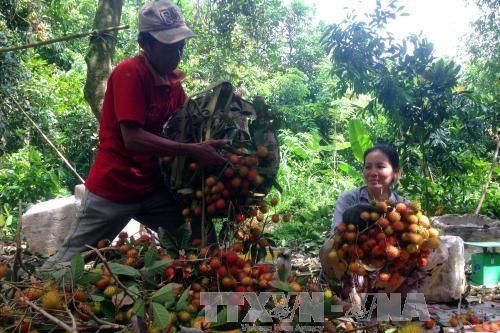 Trà Vinh dự kiến đạt thêm 8.800 tỷ đồng tổng giá trị sản xuất nông nghiệp