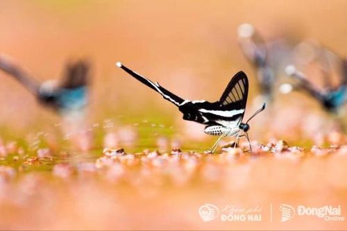 Mùa bướm Mã Đà