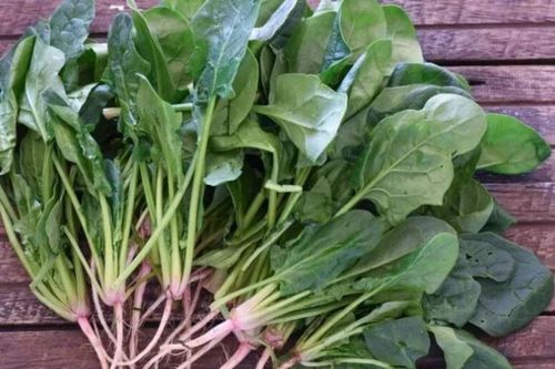Loại rau rất bổ dưỡng nhưng có thể gây hại nếu ăn sai cách