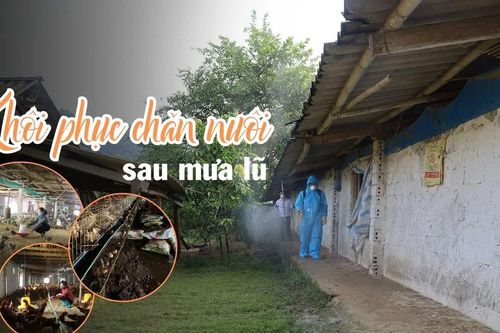 Khôi phục chăn nuôi sau mưa lũ