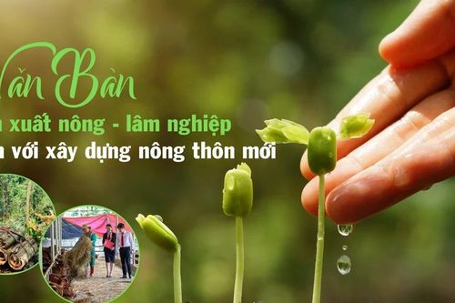 Văn Bàn sản xuất nông - lâm nghiệp gắn với xây dựng nông thôn mới