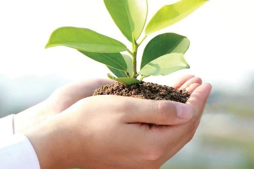 Dāna: Khi sự cho đi trở thành nghệ thuật sống