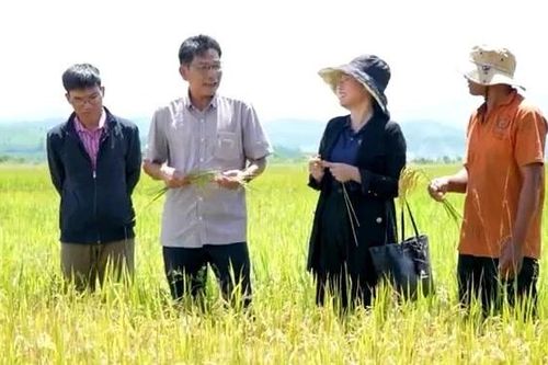 Cánh đồng 132: Đổi thay đời sống cho đồng bào dân tộc thiểu số