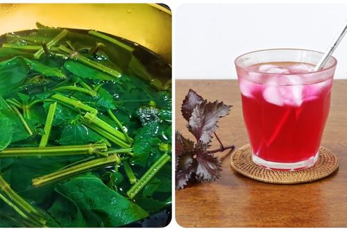 Lá tía tô đun nước uống có tác dụng gì?