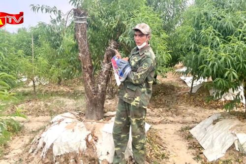 Phá hoại hàng trăm cây đào Tết chỉ vì... ghen tị