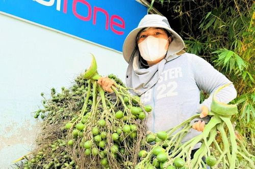 Quảng Ngãi, Quảng Nam: Giá cau tăng cao, người dân phấn khởi