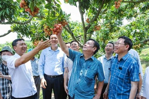 Nhân rộng mô hình nông thôn mới nâng cao tại 'thủ phủ vải thiều' Lục Ngạn