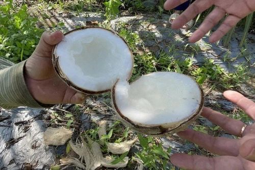 Dừa sáp cấy mô: Kỳ vọng phát triển cho vùng đất khó