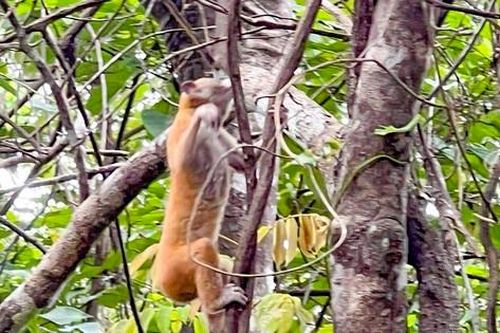 Khu bảo tồn thiên nhiên An Toàn được quy hoạch thành Vườn quốc gia