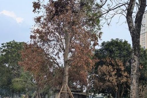 Hà Nội: Đề nghị Công an điều tra việc đốt rác dưới gốc cây xanh