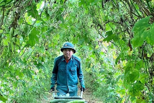 Bí xanh trái vụ ở Nghĩa Đàn được giá