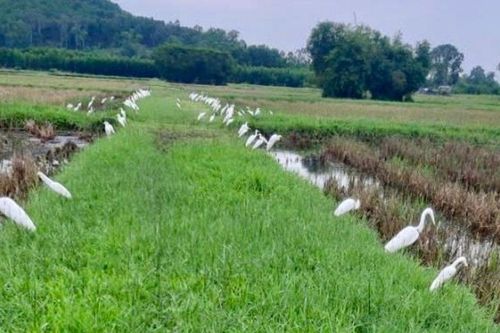 Xử lý vấn nạn săn bắt chim hoang dã ở Nghệ An