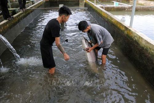 Sớm quy hoạch bài bản cho phát triển nghề nuôi cá tầm