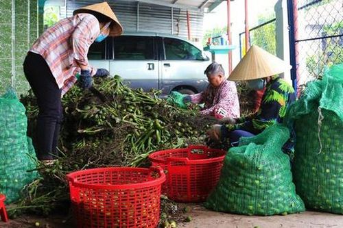 Tin tức Đời sống 14/10: Điều ít biết về loại quả đang được thu mua giá cao kỷ lục