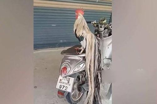 Cận cảnh con gà trống có đuôi dài lên tới 3,4 mét