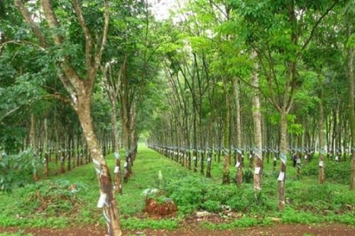 Báo lãi cao nhất 11 năm, Cao su Tây Ninh giải trình thế nào?