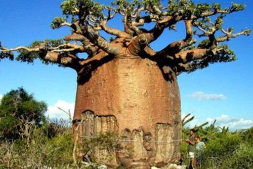 Ghé thăm đại lộ Baobab ở Madagascar
