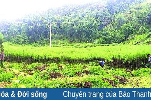 Cây dược liệu ở Lũng Cao