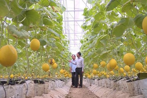 Hơn 35.000 tỷ 'rót' đầu tư vào nông nghiệp Thanh Hóa
