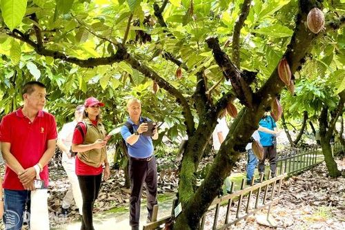 Ca cao sốt giá, nhà nhập khẩu quan tâm đến vùng trồng tại Việt Nam