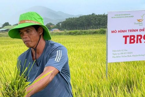 Giống lúa thuần TBR97 tại xã Ia Rmok ước đạt năng suất 80 tạ/ha