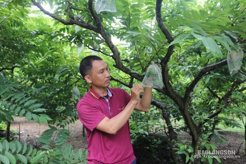 Chuyển đổi cơ cấu cây trồng góp phần xây dựng nông thôn mới ở Chi Lăng