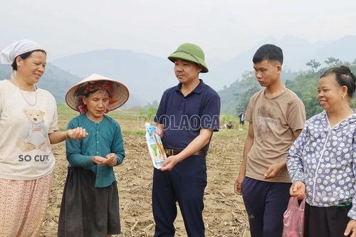 Bảo Yên nỗ lực khôi phục sản xuất nông nghiệp sau bão