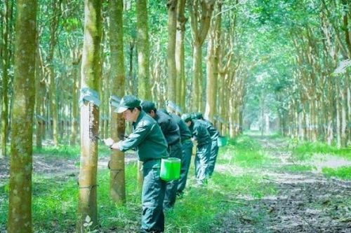 Cổ phiếu TRC tăng trần sau khi công bố báo cáo tài chính quý III/2024