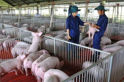 Nhờ đâu Dabaco báo lãi gấp 25 lần cùng kỳ