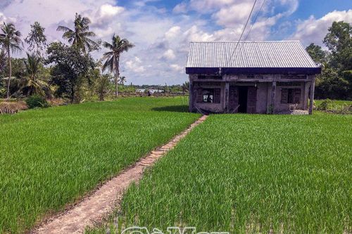 Tận dụng vườn tạp trồng lúa sạch