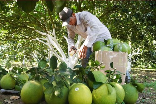 Bà Rịa-Vũng Tàu: Đẩy mạnh truyền thông tái cơ cấu nông nghiệp hiệu quả, bền vững