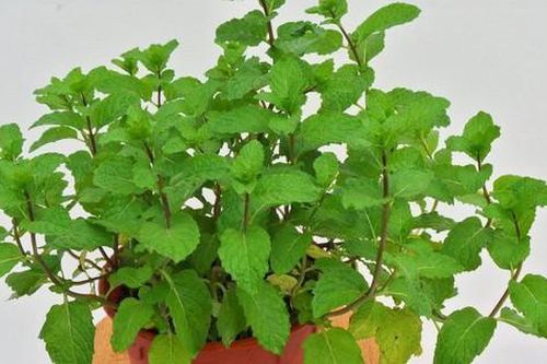 Tác dụng bất ngờ của một số loại cây này nếu bạn trồng trong bếp