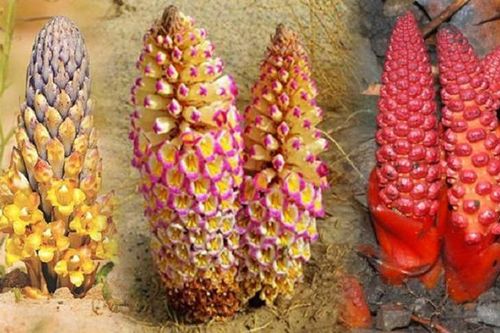 Một số vị thuốc nam tốt cho người đau lưng