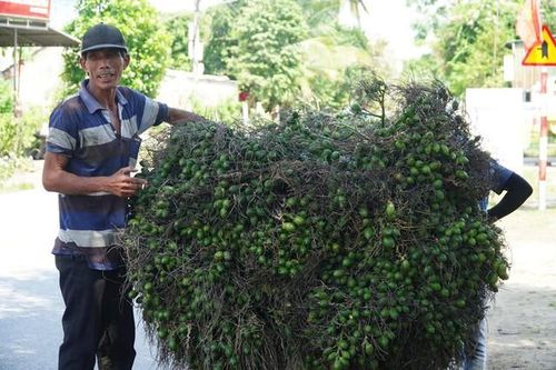 Vì sao giá 1 tấn cau tươi giá bằng cả lượng vàng?