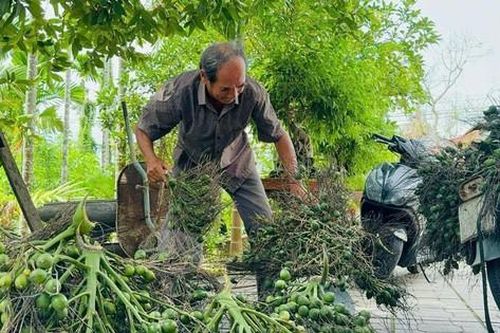 Quả cau tươi đang được thu mua với giá cao kỷ lục có công dụng gì?