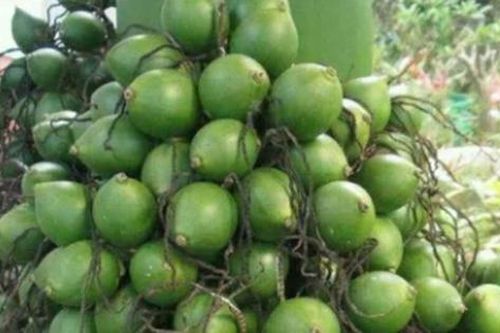 Cau tươi có tác dụng gì đặc biệt mà nhiều người chi cả lượng vàng để sở hữu?