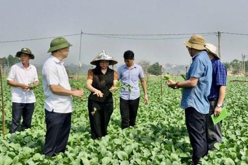 Hà Nội: tăng hơn 5.000ha cây vụ Đông, không để người dân thiếu rau xanh