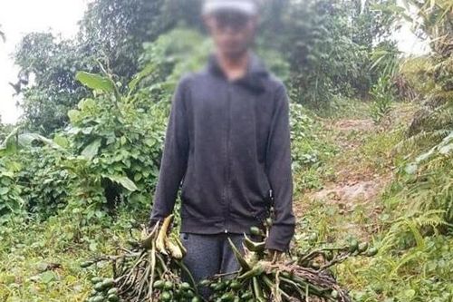 Giá cau tăng cao, nhiều nhà vườn bị trộm 'ghé thăm'